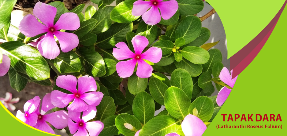 Khasiat Tapak Dara Menyembuhkan Luka